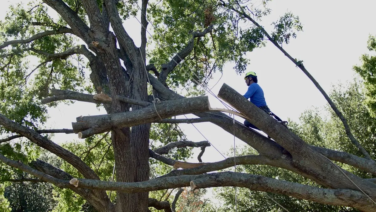 Professional Crown Thinning performed by certified arborists in Osteen